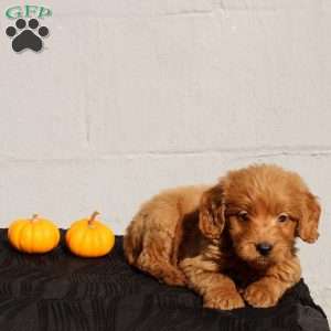 Virgil, Mini Goldendoodle Puppy